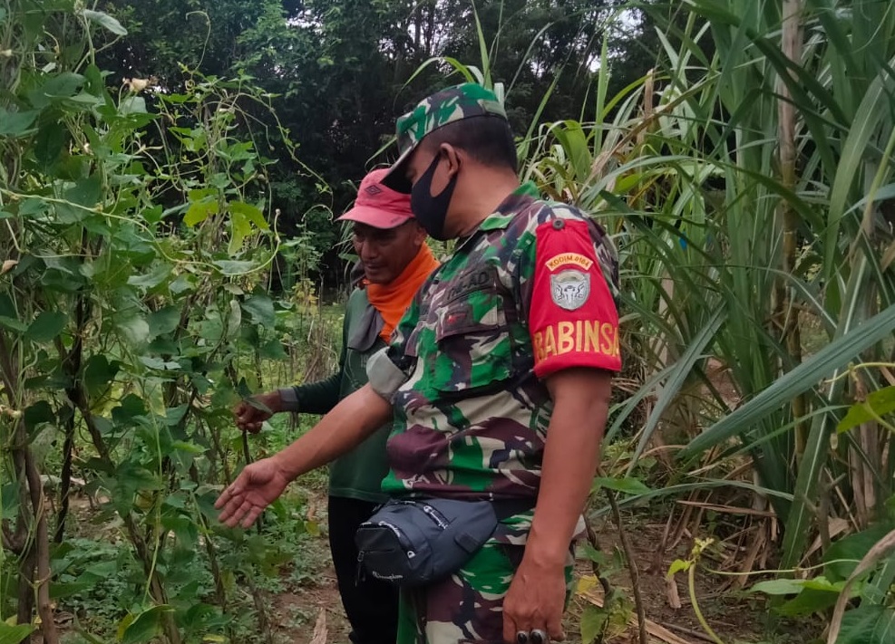 Kegiatan Pendampingan dengan Membantu Petani Merawat Tanaman Kacang Panjang, Jumat (13/05/2022), (Foto: V24/AL)