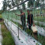 Kodim 0104/Aceh Timur Melakukan Komsos Dengan Membantu Mengecek Perkembangan Bibit, Minggu (15/05/2022), (Foto: V24/AL)