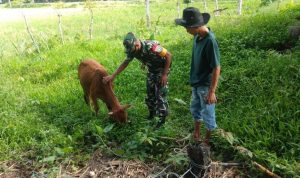 Kekhawatiran Tersebut Disampaikan Oleh Muenasa Ali Warga Desa Seuneubok Kulam, Senin (16/05/2022), (Foto: V24/AL)