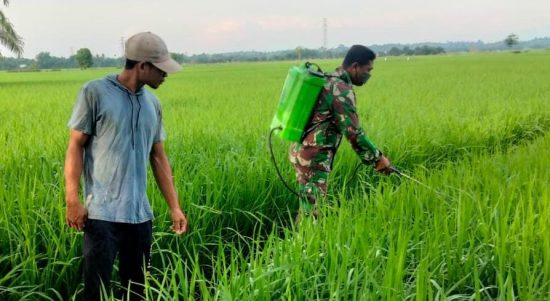 Sertu Lilik Irawan Lakukan Pendampingan Penyemprotan Hama Tanaman Padi, Minggu (22/05/2022), (Foto: V24/AL)