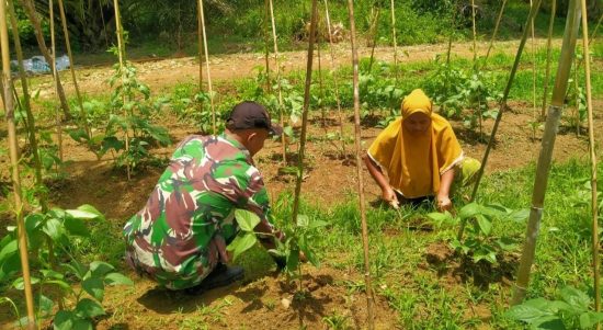 Kegiatan Pendampingan Terhadap Kebun Kacang Panjang Milik Ibu Yuni, Jumat (27/05/2022), (Foto: V24/AL)