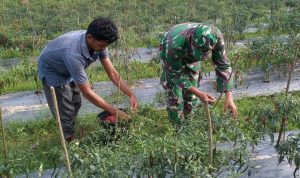 Babinsa Mendampingi Sofian (46) Dalam Proses Panen Cabe Merah, Senin (30/05/2022), (Foto: V24/AL)